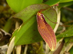 Restrepia contorta