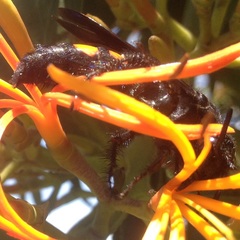 Pygodasis ephippium ephippium