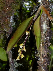 Comparettia jamiesonii