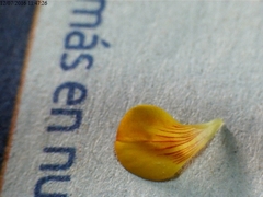 Lotus hispidus