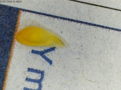 Lotus hispidus