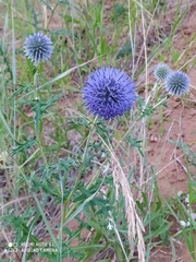 Echinops ritro