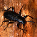 Roughened Darkling Beetle - Photo (c) Brad Smith, some rights reserved (CC BY-NC)