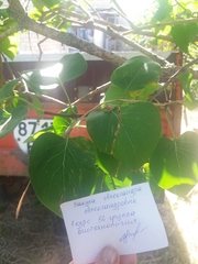 Gracillaria syringella