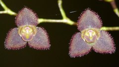 Stelis argentata