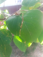 Gracillaria syringella