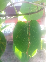 Gracillaria syringella