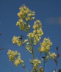 Thalictrum simplex galioides