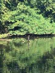 Phalacrocorax carbo