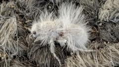 Dasymutilla gloriosa