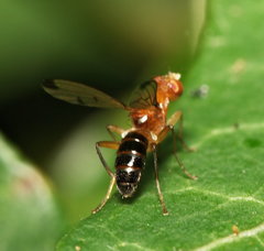 Opomyzidae