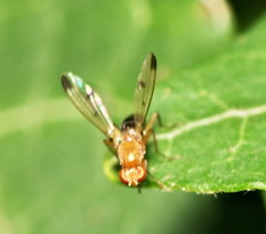 Opomyzidae