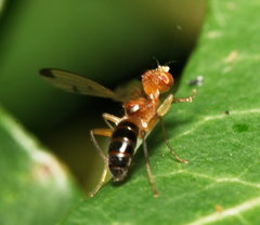 Opomyzidae