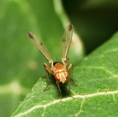 Opomyzidae