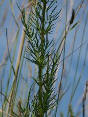 Thalictrum simplex galioides