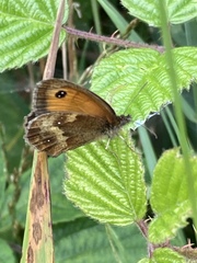 Pyronia tithonus