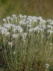 Jurinea stoechadifolia