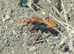 Cryptocheilus rubellus