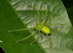 Gnathopalystes taiwanensis