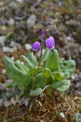 Primula frigida