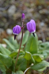 Primula frigida