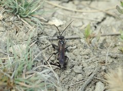 Cryptocheilus egregius