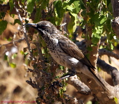 Chalcomitra balfouri