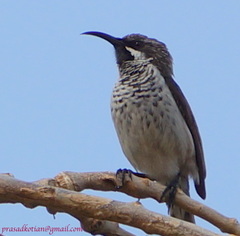 Chalcomitra balfouri