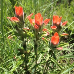Castilleja nervata
