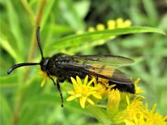 Scolia hirta