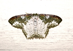 Eucyclodes albisparsa