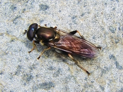 Chalcosyrphus anthreas
