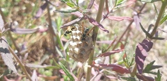 Polistes mongolicus
