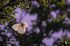 Lepidoptera