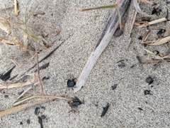 Erodius siculus