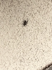 Herpyllus propinquus