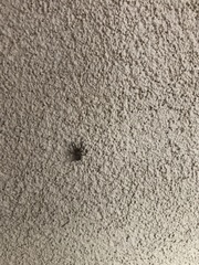 Herpyllus propinquus