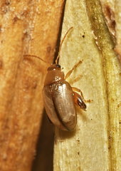 Psylliodes affinis
