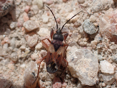 Eremocoris abietis