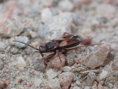 Eremocoris abietis