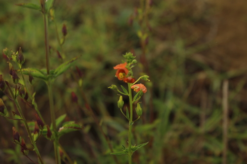 Mask flower (Alonsoa meridionalis)