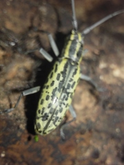 Macrochenus tigrinus