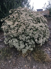 Eriogonum giganteum