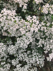 Eriogonum giganteum