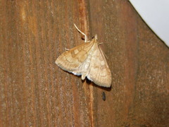 Udea fulvalis