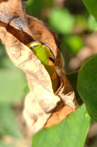 Spicebush swallowtail