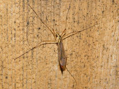 Nephrotoma cornicina