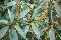 Actinodaphne hookeri