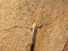 Nephrotoma cornicina