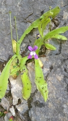 Pinguicula longifolia